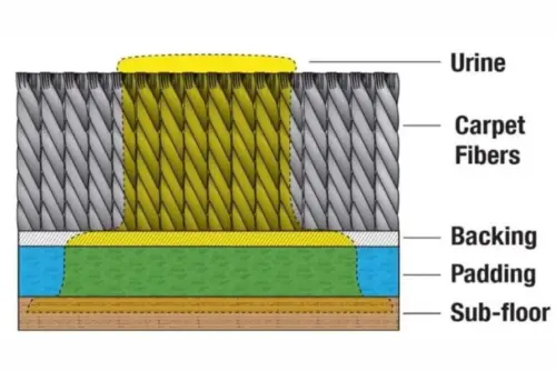 Cross section of carpet padding saturated with pet urine contamination.