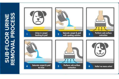 Step by step Pet urine removal process in Toronto and GTA